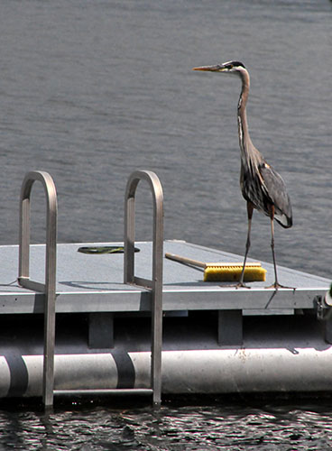Swim Raft for Sharing with "The Locals" Swim Raft for Sharing with "The Locals"